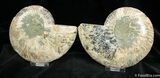 Inch Split And Polished Madagascar Ammonite #874-2